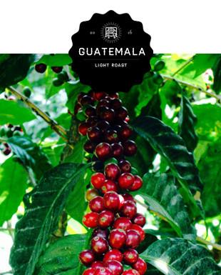 Guatemala Finca Culpan